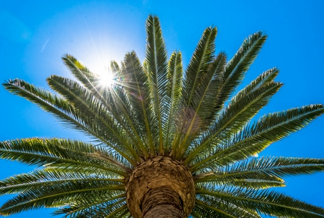 palm tree in the sun