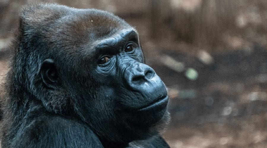 a closeup of a gorilla in a zoo