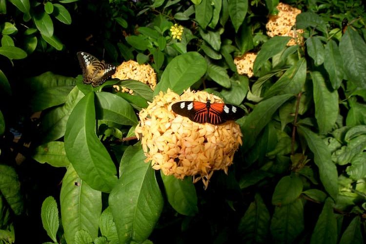 Butterfly perched on flower