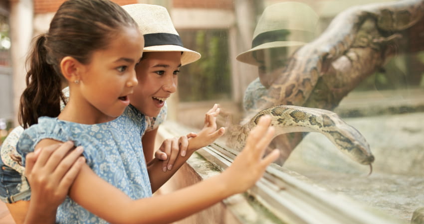 two children marvel at a boa constrictor in a zoo enclosure