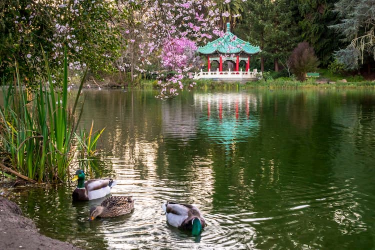 Ducks in Stow Lake with pagoda in background