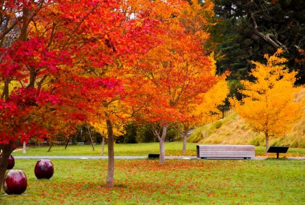 Trees with leaves changing color in San Francisco in fall