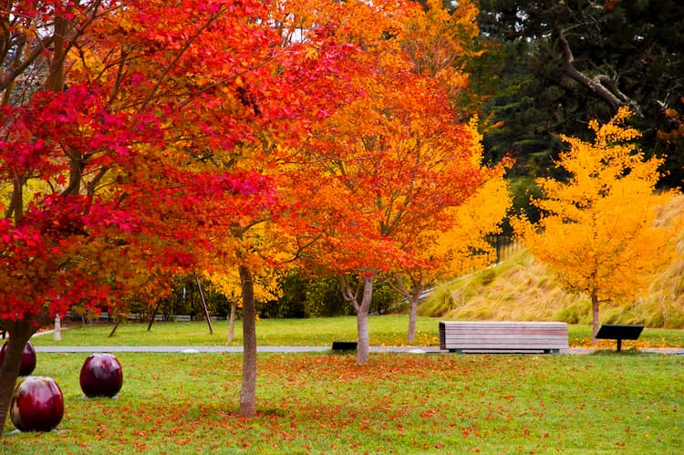 Trees with leaves changing color in San Francisco in fall