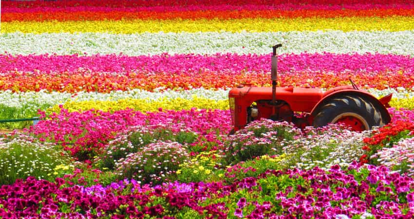 A tractor in a field of colorful flowers at Carlsbad Ranch