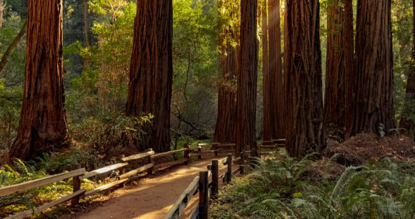 A trail through the Muir Woods National Monument