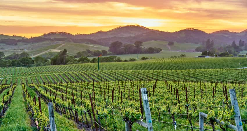 The sunset peeking over hills in a Napa Valley vineyard