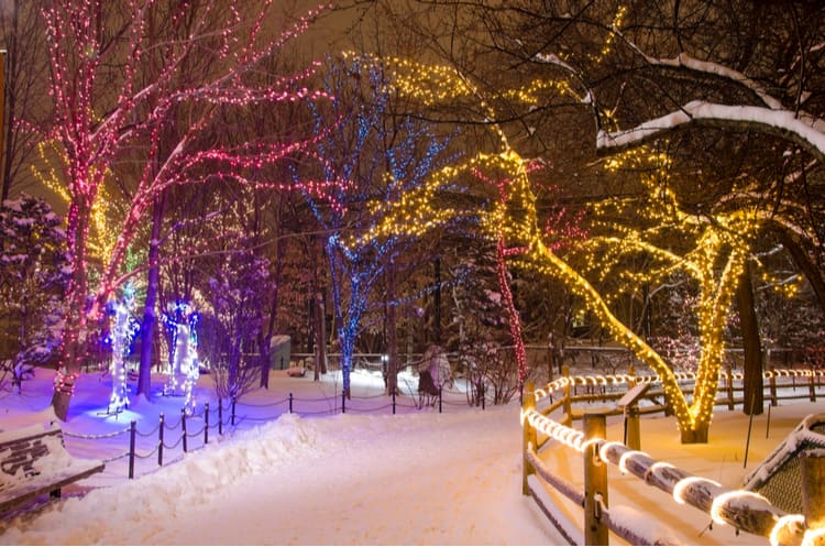 colorful holiday lights on winter trees lining a path covered with snow