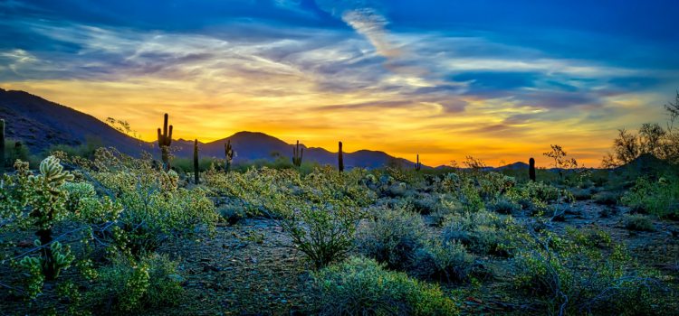 The Arizona desert at sunrise